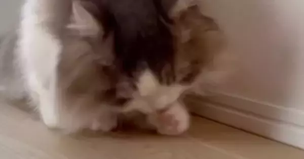 初対面では弟猫に威嚇していた兄猫…翌日に見せた『まさかの行動』に爆笑の声「可愛くて仕方ないみたいｗ」「愛が強すぎるｗ」と12万再生