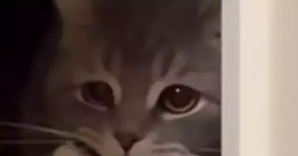 2階の寝室までやってきた猫→口元を見ると、『運んできたもの』とは…尊すぎる光景が48万再生「可愛くて泣ける」「寂しがり屋さんかな」