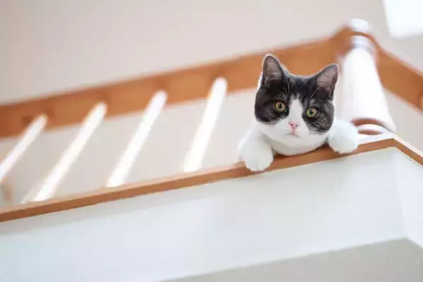 猫が人を『高い所から見下ろしたがる』5つの理由　どんな意味があるの？意外な心理をご紹介