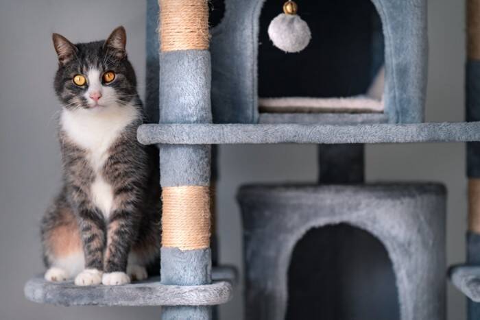 猫が人を『高い所から見下ろしたがる』5つの理由　どんな意味があるの？意外な心理をご紹介