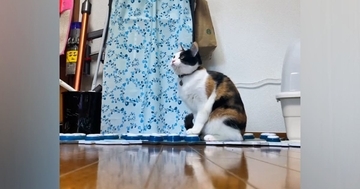 テレワーク中の飼い主さんにかまってほしい猫…会話ボタンで『猛アピールする様子』が凄すぎると133万再生「全部が可愛いｗ」「感動した」と絶賛