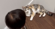 おしゃべり上手な『2歳の男の子』→大好きな『三毛猫』のもとに向かうと…素敵なやり取りが11万再生「尊すぎて泣く」「本当に優しい猫」