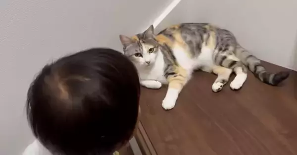 おしゃべり上手な『2歳の男の子』→大好きな『三毛猫』のもとに向かうと…素敵なやり取りが11万再生「尊すぎて泣く」「本当に優しい猫」