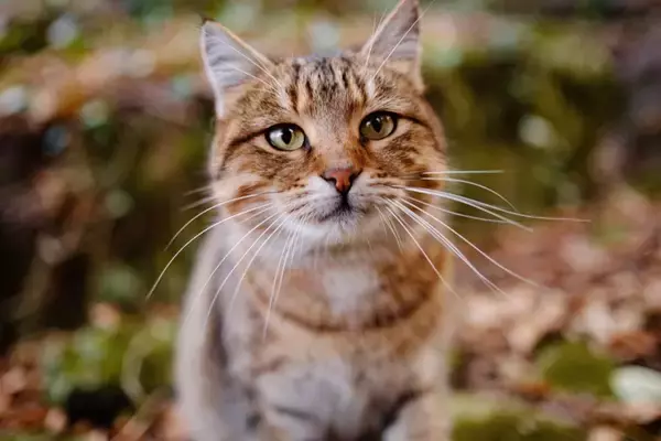 猫を『家の外』に出さないほうがいい理由４つ　起こりうるトラブルや出たがるときの対処法まで