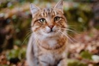 猫を『家の外』に出さないほうがいい理由４つ　起こりうるトラブルや出たがるときの対処法まで