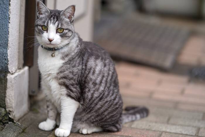 猫を『家の外』に出さないほうがいい理由４つ　起こりうるトラブルや出たがるときの対処法まで