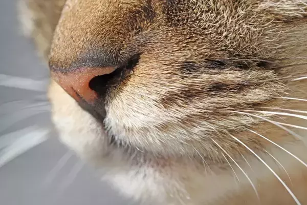 猫に『鼻くそ』ができているときの原因3つ　病気の可能性はある？お手入れの方法も解説
