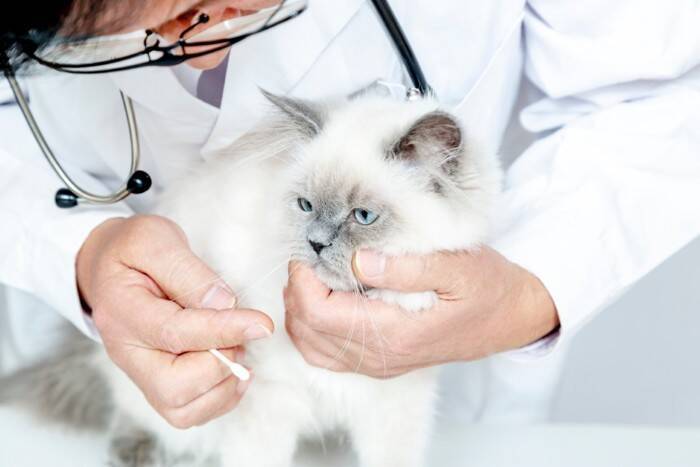 猫に『鼻くそ』ができているときの原因3つ　病気の可能性はある？お手入れの方法も解説