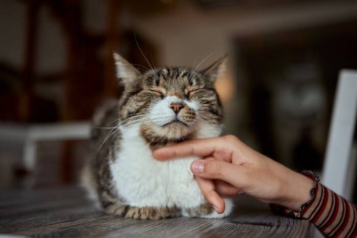 猫に『鼻くそ』ができているときの原因3つ　病気の可能性はある？お手入れの方法も解説