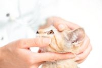 猫の目トラブル、放置は危険？めやに・充血・開きにくい時のチェックポイント【獣医師執筆】
