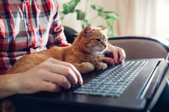 猫の目トラブル、放置は危険？めやに・充血・開きにくい時のチェックポイント【獣医師執筆】
