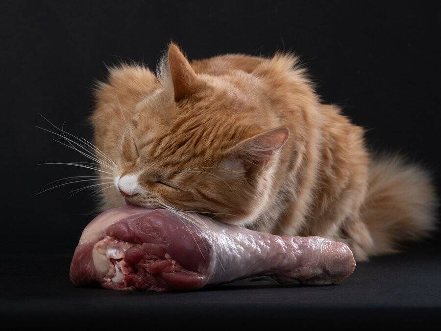 トラもびっくり！　繰り返し檻に侵入して餌を「失敬する」大胆不敵な猫が出現　メキシコ