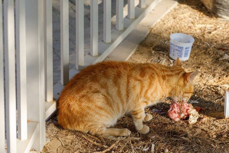トラもびっくり！　繰り返し檻に侵入して餌を「失敬する」大胆不敵な猫が出現　メキシコ