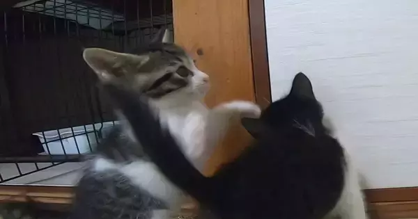 元気いっぱいに遊んでいた子猫→動きが止まったと思ったら…『まさかの瞬間』が65万再生「ホントに突然すぎるｗｗ」「反則級の可愛さ」と反響