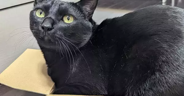 満足げな表情で『ダンボールに入る黒猫』→『後ろ側』から見てみると…まさかの光景に１万いいね「お尻に笑ったｗ」「ツヤツヤすぎる」