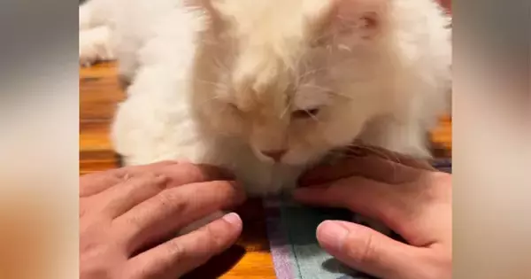 テーブルの上でくつろぐ猫→パパとママがおててに触れてみたら…とんでもなく可愛い『リアクション』が18万再生「羨ましい」「やってみよｗ」
