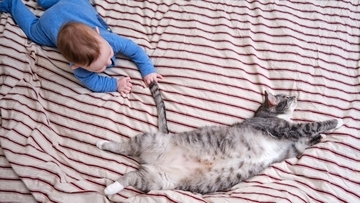 猫が驚いてしまう『飼い主の行動』3選　ストレスを与える理由から信頼関係への影響まで
