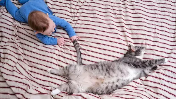 猫が驚いてしまう『飼い主の行動』3選　ストレスを与える理由から信頼関係への影響まで