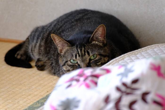 猫に絶対してはいけない『間違ったしつけ方』5選　悪影響を及ぼす理由や正しい教え方を解説