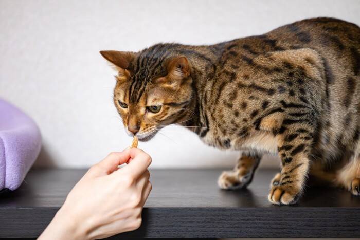 猫に絶対してはいけない『間違ったしつけ方』5選　悪影響を及ぼす理由や正しい教え方を解説