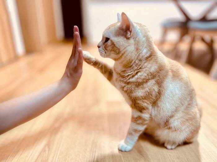 猫に絶対してはいけない『間違ったしつけ方』5選　悪影響を及ぼす理由や正しい教え方を解説