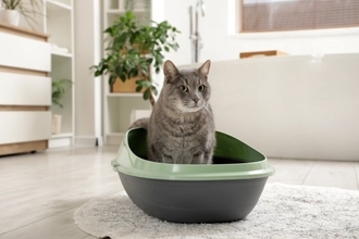 猫の『トイレ』を置いてはいけない場所5選　見直しが必要な理由や快適な設置場所の条件まで