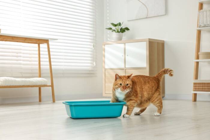 猫の『トイレ』を置いてはいけない場所5選　見直しが必要な理由や快適な設置場所の条件まで