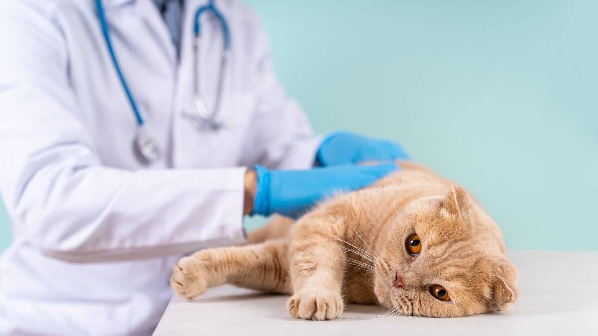 猫の『運動が不足』していると見られるサイン6選　健康への悪影響や上手な解消法をご紹介