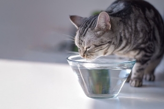 猫の体が『水分不足』を起こしているときのサイン4つ　命に関わる危険性から正しい対処法まで