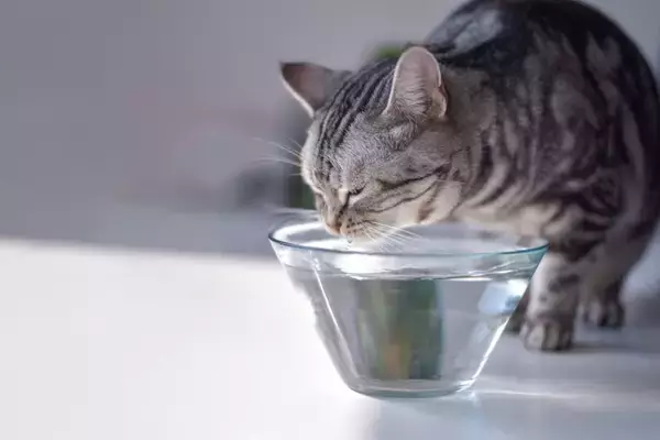 猫の体が『水分不足』を起こしているときのサイン4つ　命に関わる危険性から正しい対処法まで