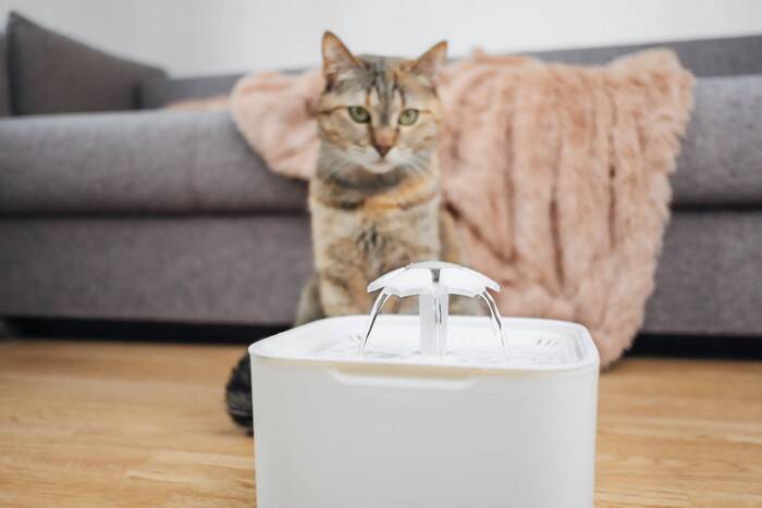 猫の体が『水分不足』を起こしているときのサイン4つ　命に関わる危険性から正しい対処法まで