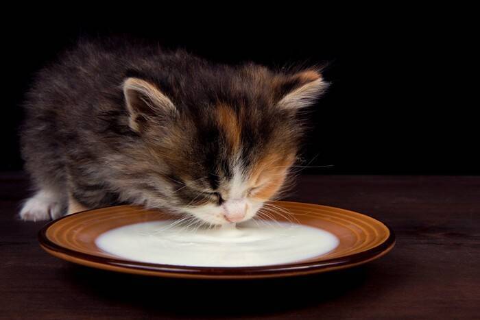 猫の体が『水分不足』を起こしているときのサイン4つ　命に関わる危険性から正しい対処法まで