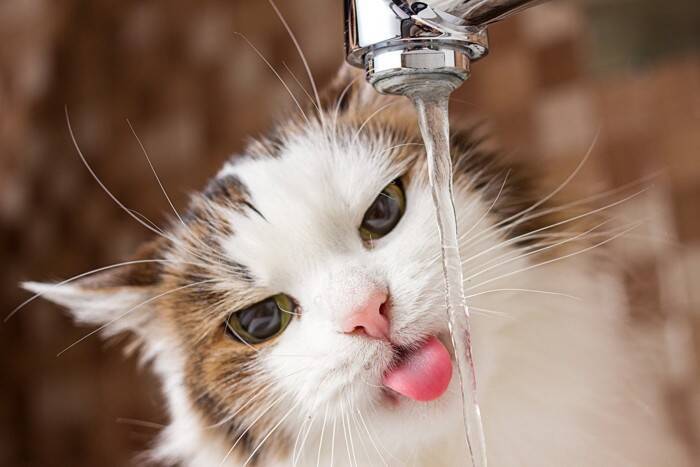 猫の体が『水分不足』を起こしているときのサイン4つ　命に関わる危険性から正しい対処法まで