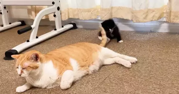 先住猫のしっぽにじゃれつく子猫→先住猫が移動すると…『微笑ましい光景』に癒される人が続出「優しいなぁ」「思い通りにならないおもちゃｗ」