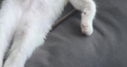 クッションの上で熟睡していた猫…まるで人間のような『驚きの寝姿』に爆笑の声「モデル級のスタイルｗ」「猫をダメにするソファｗ」