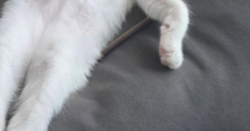 クッションの上で熟睡していた猫…まるで人間のような『驚きの寝姿』に爆笑の声「モデル級のスタイルｗ」「猫をダメにするソファｗ」