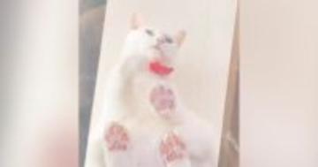 透明のキャットウォークの上にいた猫→『座る瞬間』を下から見ていると…驚きの光景に４万いいね「かるめ焼きを思い出した」「液体だね」