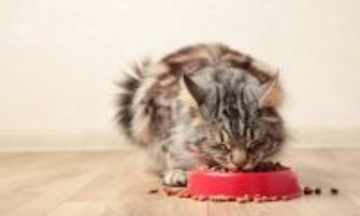 猫が食べ過ぎる『過食』の原因4つ　起こりうるトラブルや取るべき対処法まで解説