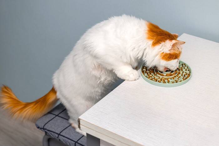 猫が食べ過ぎる『過食』の原因4つ　起こりうるトラブルや取るべき対処法まで解説