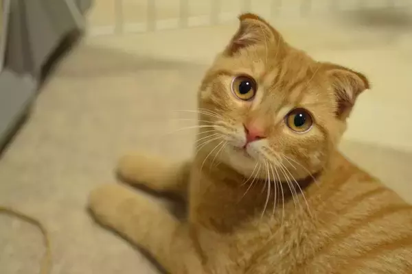 特徴的な『耳』をもっている猫種3選　種類別の性格・特徴から飼うときの注意点まで