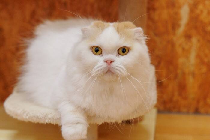 特徴的な『耳』をもっている猫種3選　種類別の性格・特徴から飼うときの注意点まで