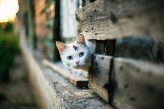猫には『散歩』が不要な理由5つ　屋外に出すリスクや安全に発散する方法も