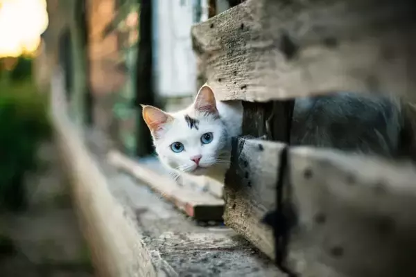 猫には『散歩』が不要な理由5つ　屋外に出すリスクや安全に発散する方法も