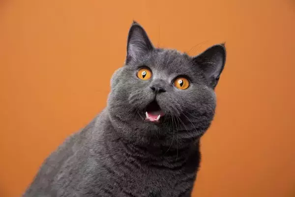 猫の『牙がはみ出ている』ときに考えられる原因6つ　放置しても大丈夫？受診の判断基準まで