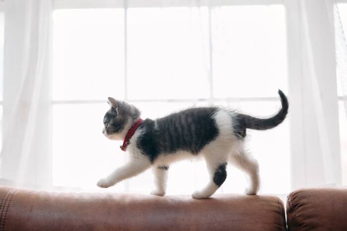 猫の『重症筋無力症』ってどんな病気？発症する原因や表れる症状、治療法まで解説