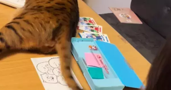 娘が『宿題』をしていると、机の上にやってきた猫…思わず笑ってしまう『ネコハラ』が38万再生「ノールックでｗｗ」「絶対わざとｗ」と話題