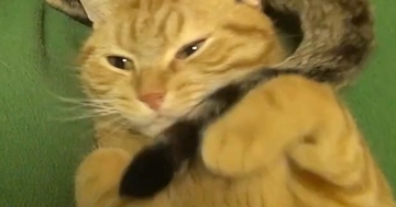 気持ちよさそうに寝ていた猫→同居猫の『しっぽ』が気になって…笑ってしまう光景が55万再生「ブンブンｗ」「ワイパーが動いているみたいｗ」