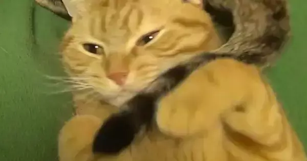 気持ちよさそうに寝ていた猫→同居猫の『しっぽ』が気になって…笑ってしまう光景が55万再生「ブンブンｗ」「ワイパーが動いているみたいｗ」