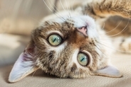 猫の『耳が熱くなっている』ときに考えられる原因5つ　放置しても大丈夫？異常を見分けるポイントも解説