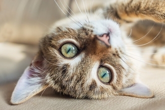 猫の『耳が熱くなっている』ときに考えられる原因5つ　放置しても大丈夫？異常を見分けるポイントも解説